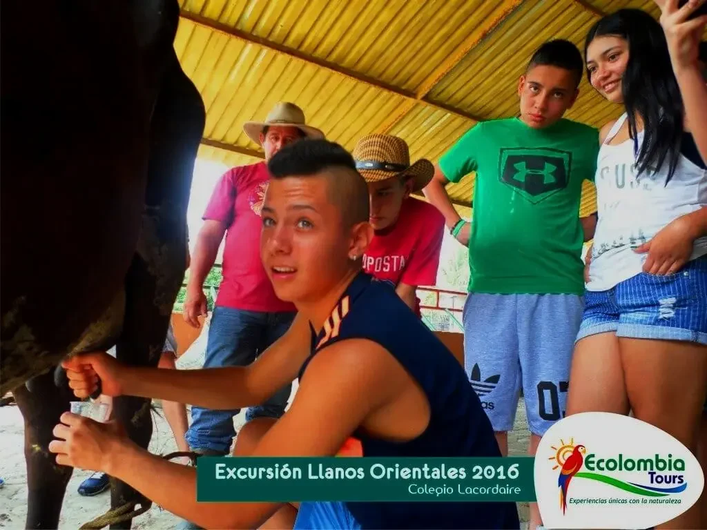 Llanos Orientales - labores de ordeño