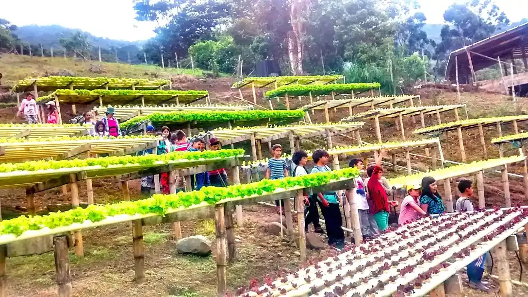 Colegio Luis Horacio Gómez — Cultivos Hidropónicos en Dapa - Valle del Cauca