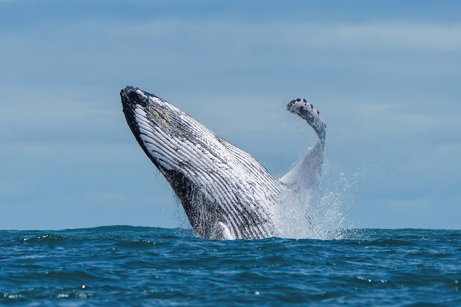 Avistamiento de ballenas en Colombia: guía completa 2026