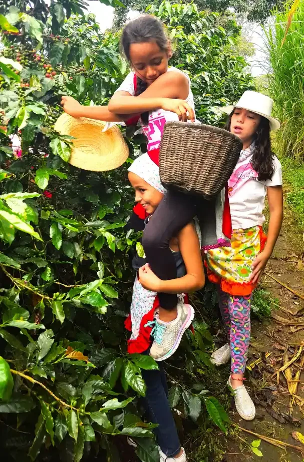 Colegio Gimnasio La Colina — Recolección de café - Valle del Cauca