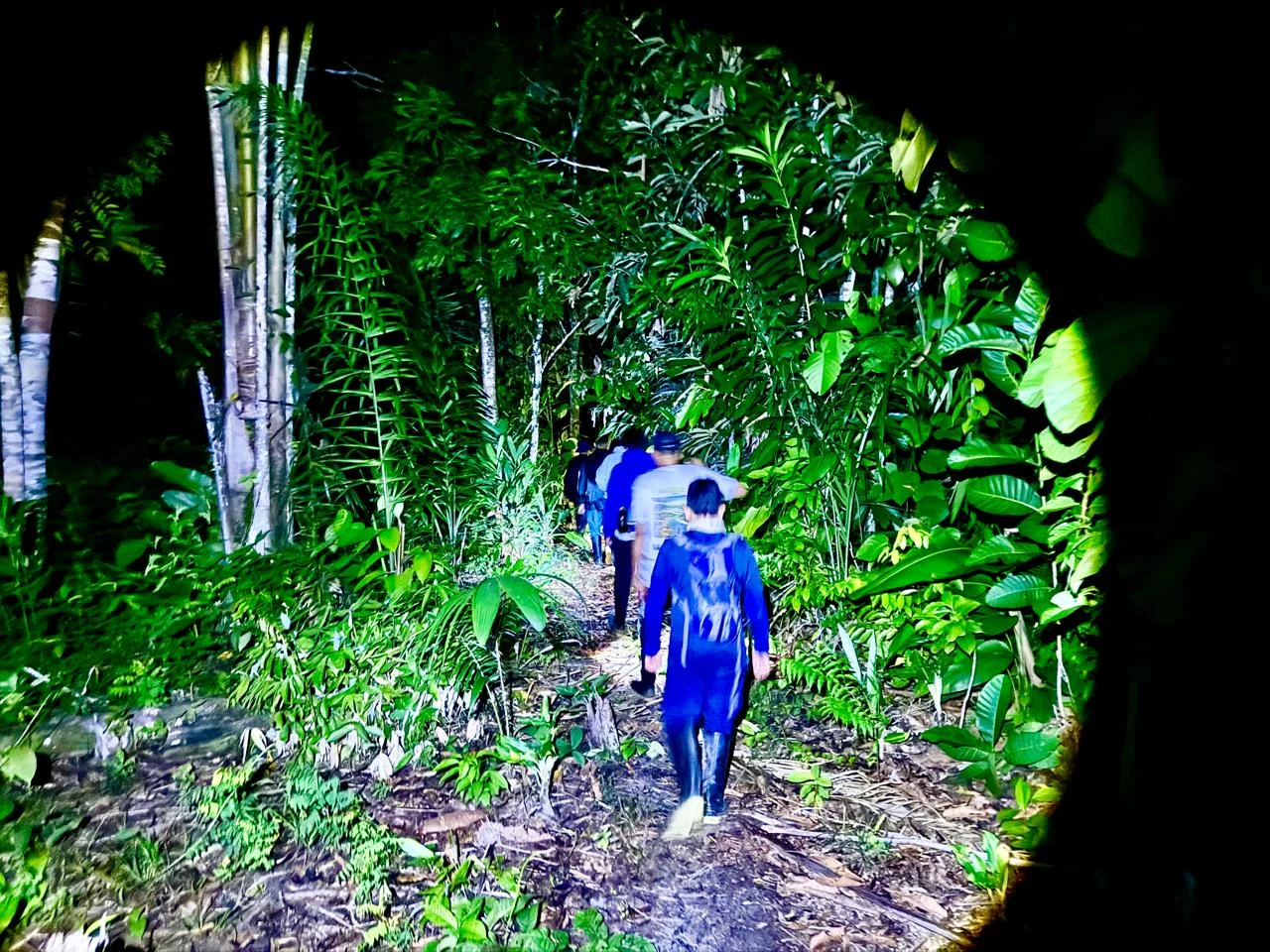 A observar la Bioluminiscencia en la selva