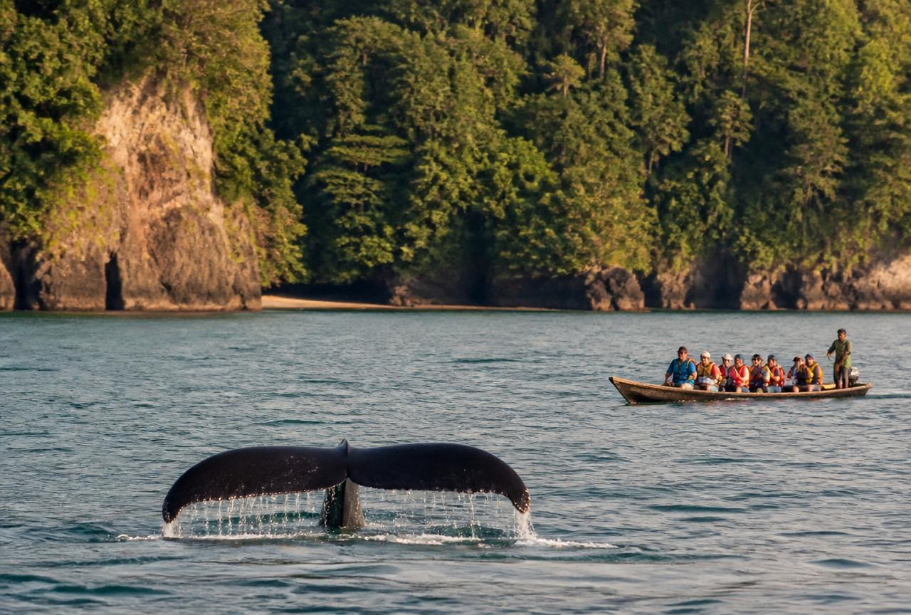 Avistamiento de Ballenas Bahía Solano