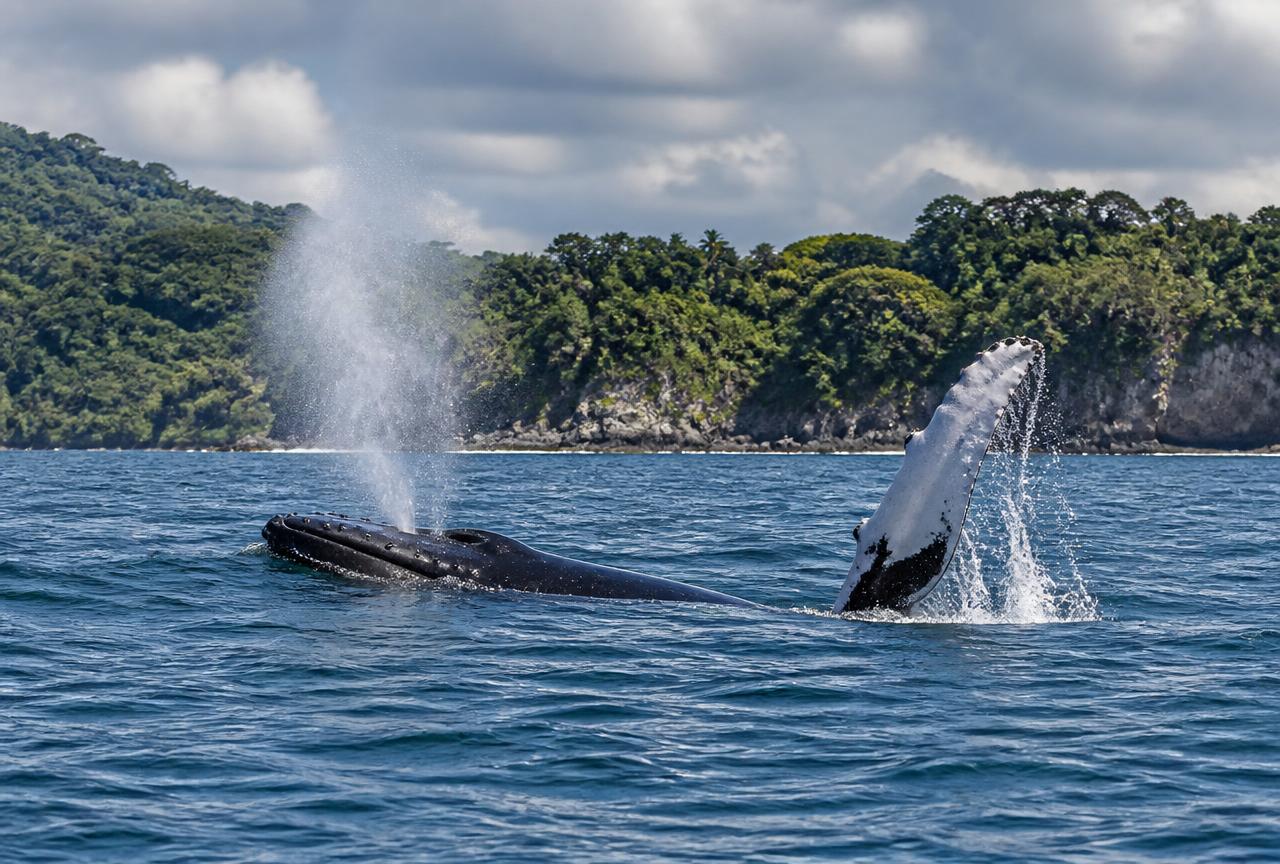 Avistamiento en el PNN Isla Gorgona
