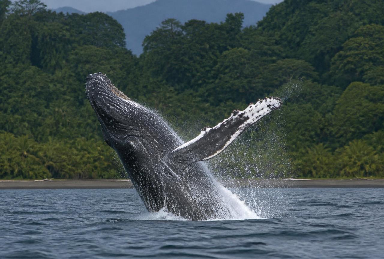 Ballena jorobada saltando frente a la costa del Pacífico colombiano