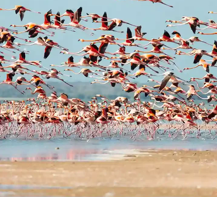 fauna y flora de la guajira