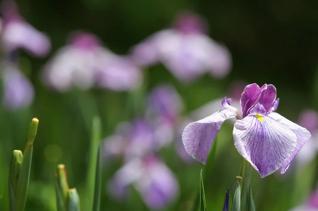 flores del eje cafetero