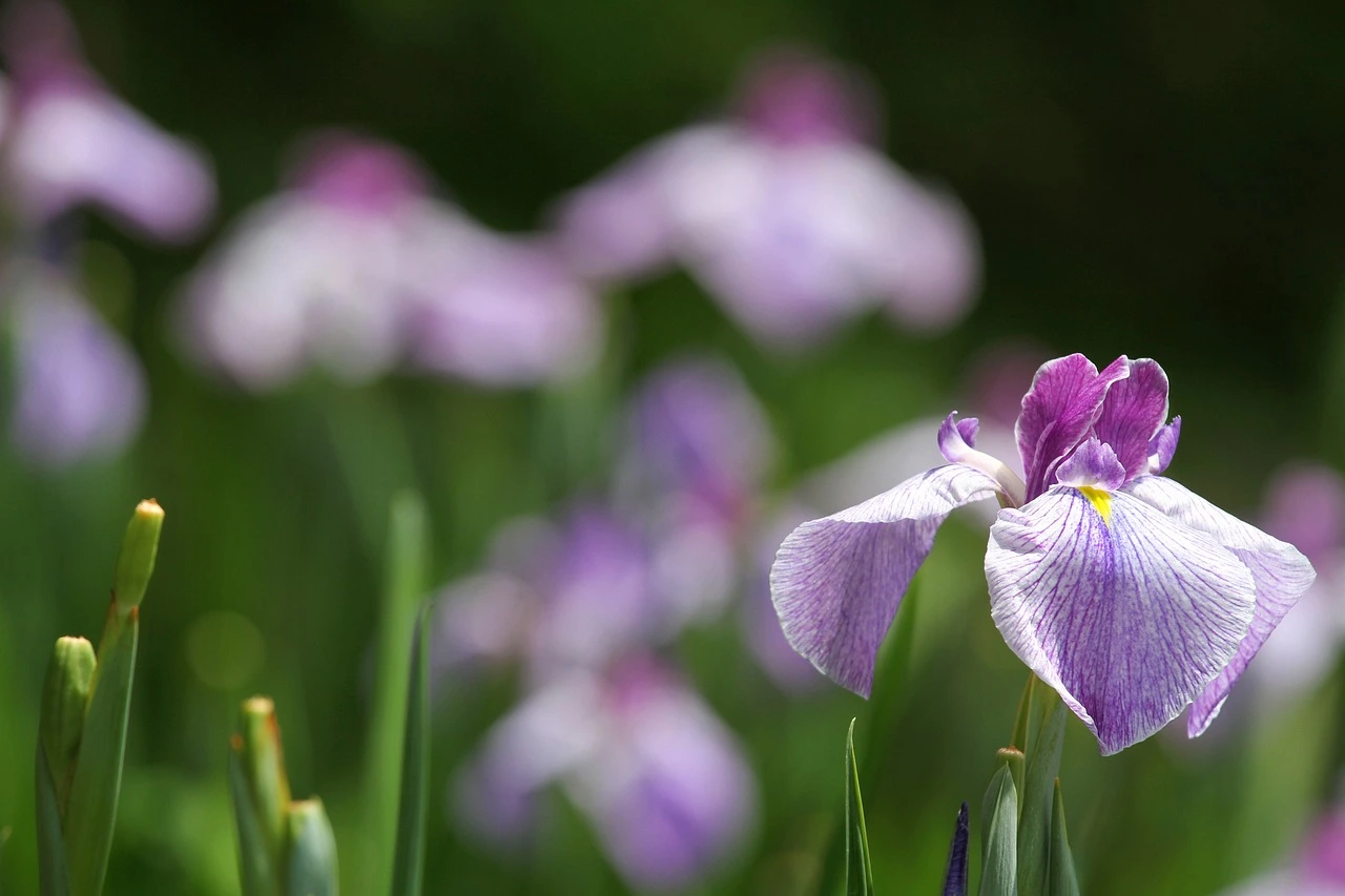 flores del eje cafetero