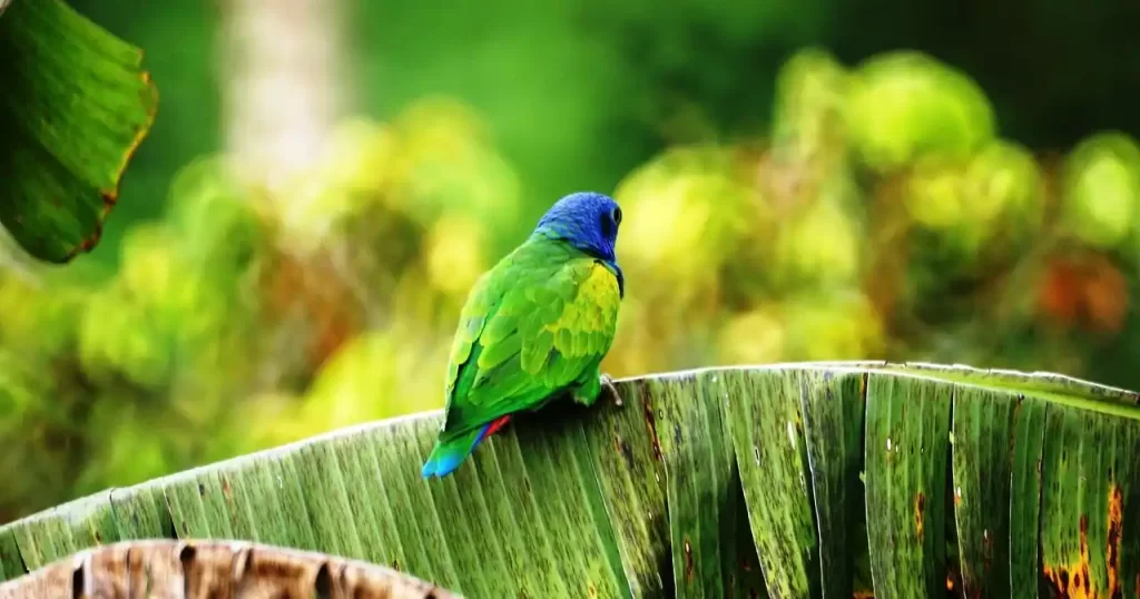 reservas naturales eje cafetero