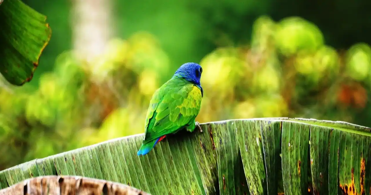 reservas naturales eje cafetero