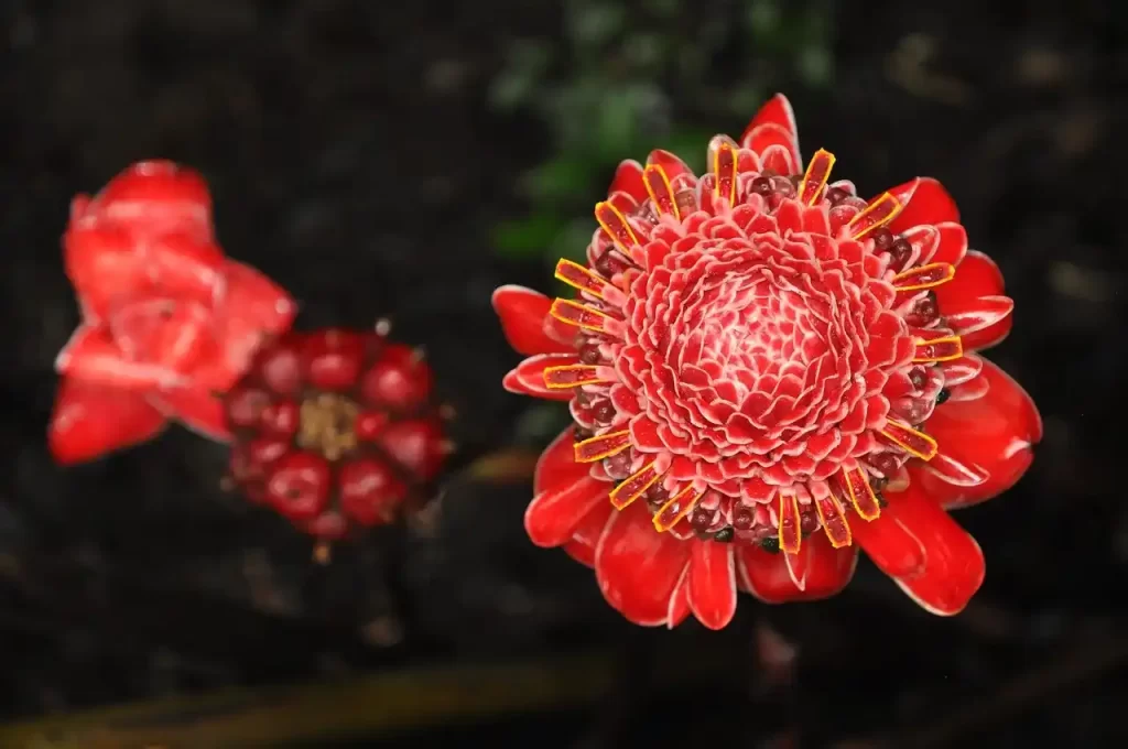 flores del amazonas colombiano