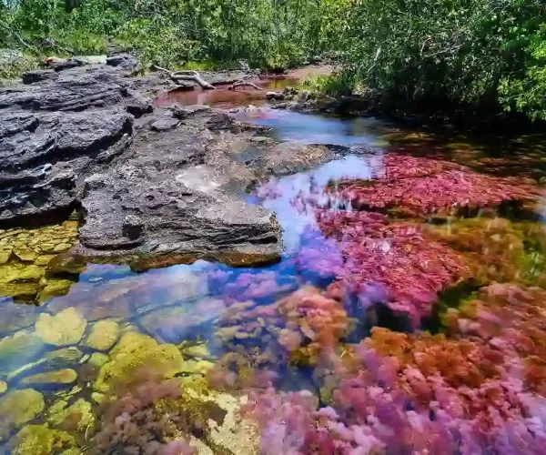 flora y fauna de Caño Cristales