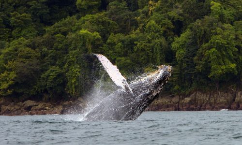 Avistamiento de Ballenas en Bahía Solano